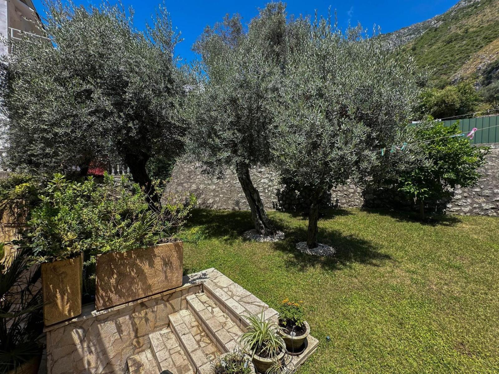 Olive Rezevici Pensionat *